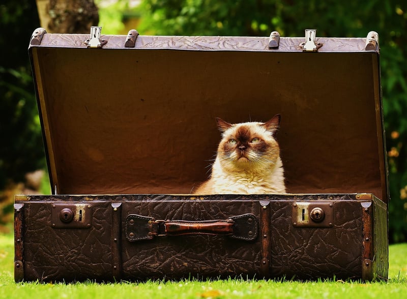 Packing Essentials